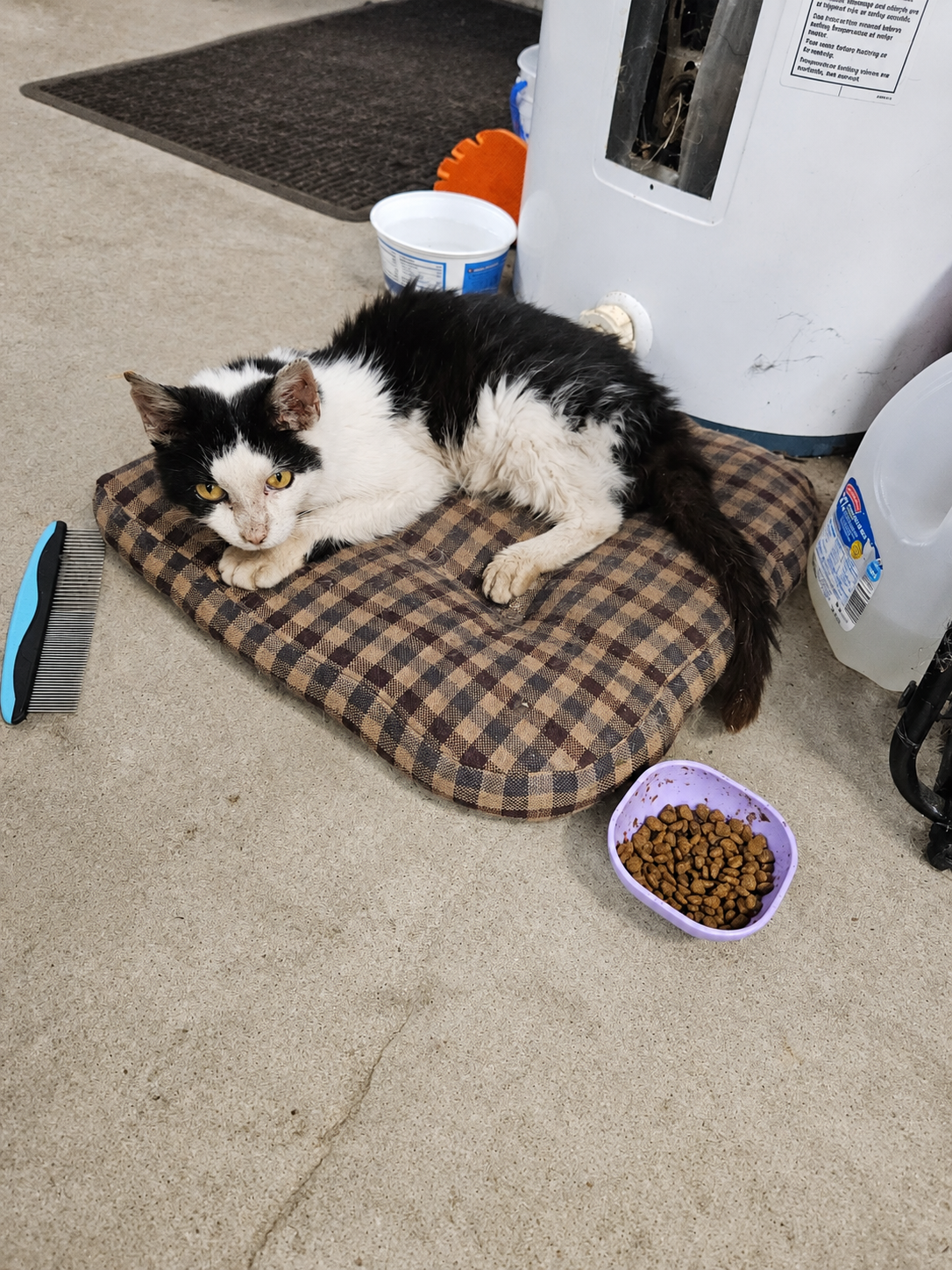 The Dawn Morning cat resting outside